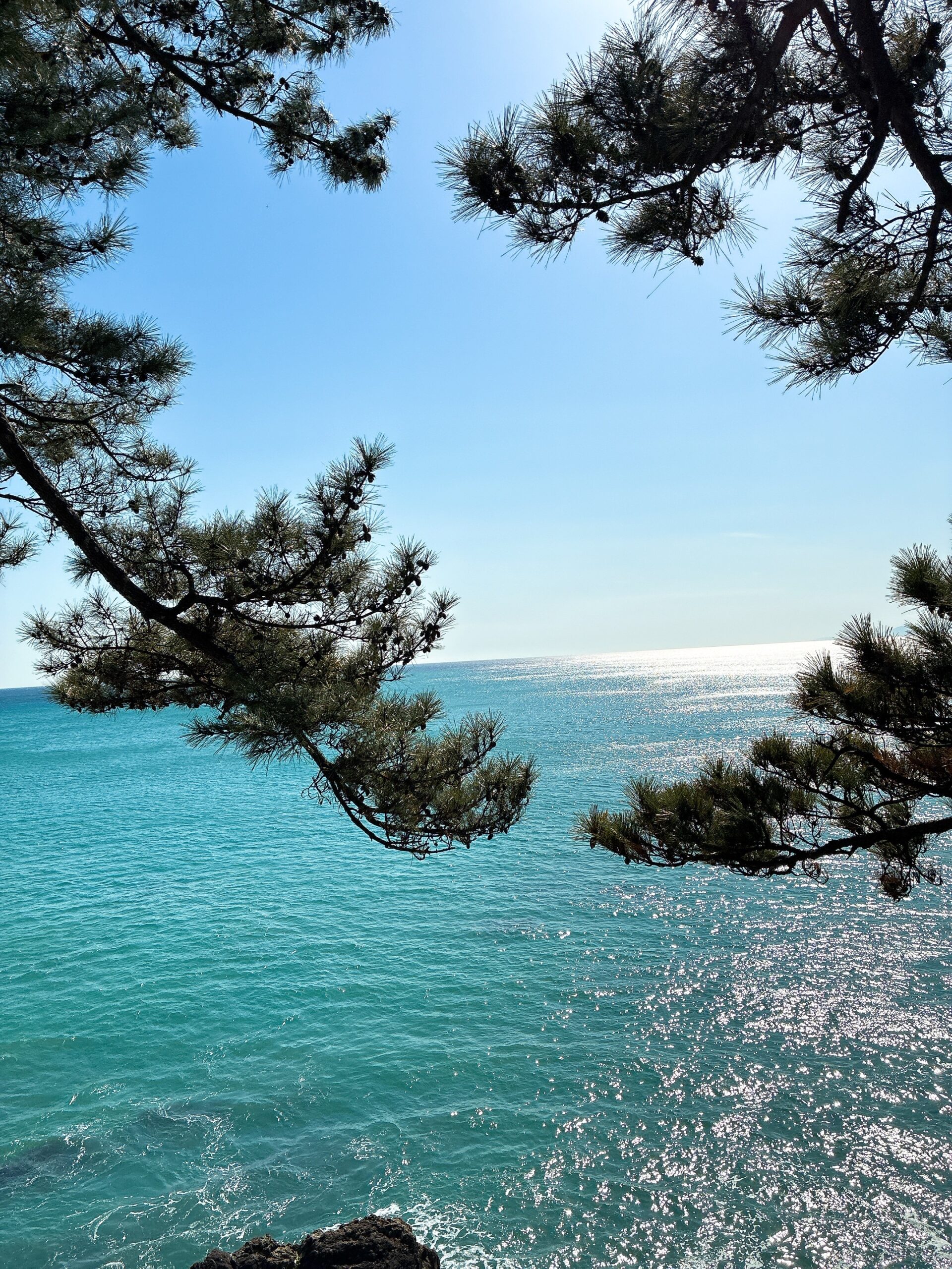桂浜の松越しに見える青い海